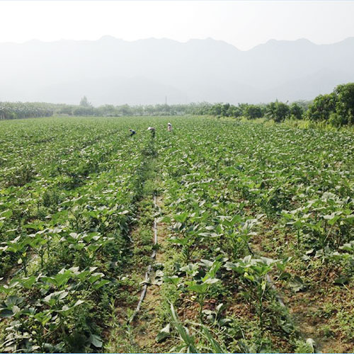 河南濮阳基地种植基地深圳市七亩地农产品实业有限公司