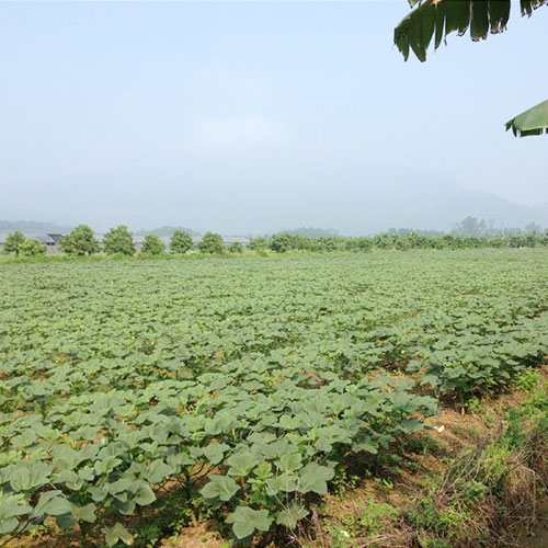 河南濮阳基地种植基地深圳市七亩地农产品实业有限公司